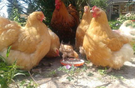 Mirabellenhof-Fewo mit Terrasse - Foto 17
