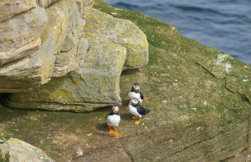 Voortrekker Shetland Holiday Apartments - Foto 15