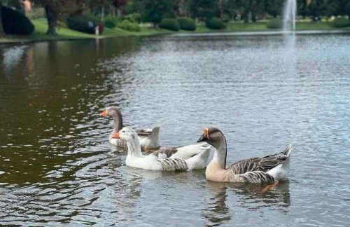 Suíte Completa 3020 no Laje de Pedra Mountain Village Canela e Gramado Serra Gaúcha - Foto 55