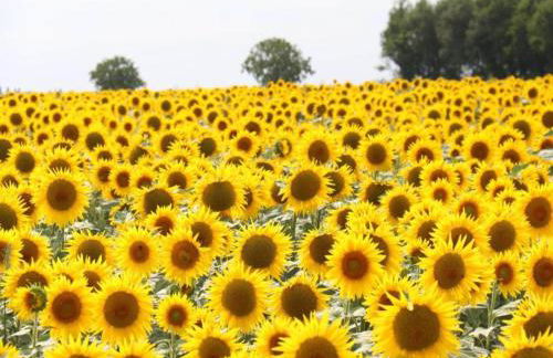 Holiday Home Saint-Laurent Pool Retreat - Foto 36