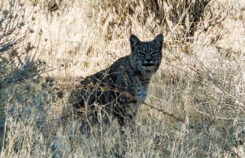 Bearly Connected, a brand new cabin in the woods - Foto 35