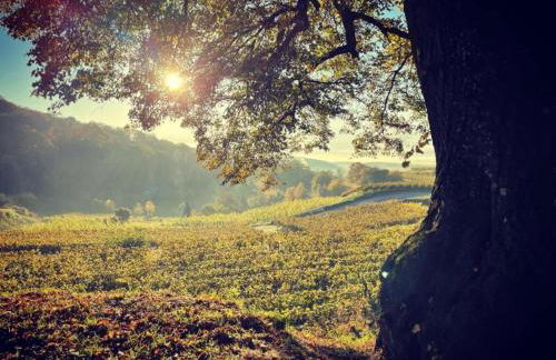 Holiday Apartment Monet in Oberrotweil - Foto 40