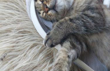 Equus & cella - Photo 48