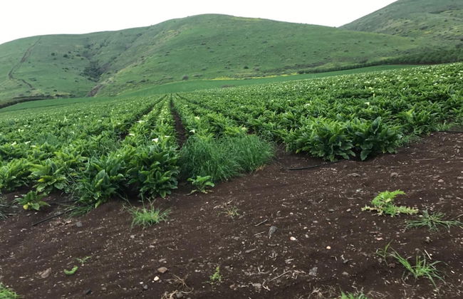 Zimmer BaSadot - Foto 31