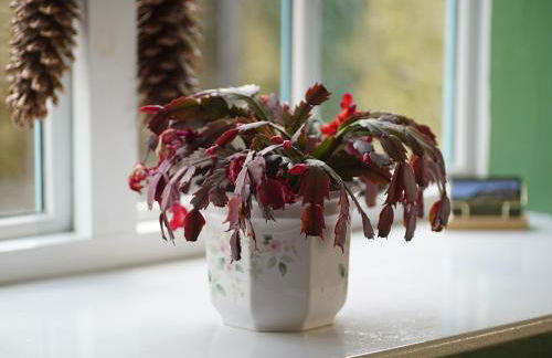 Barton Cottage - Photo 6