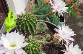 Ferienwohnung Rosemarie - Foto 12