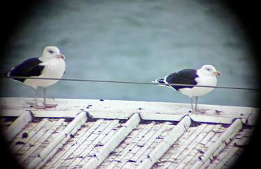 Superbe vue mer et panorama sur la baie - Foto 18
