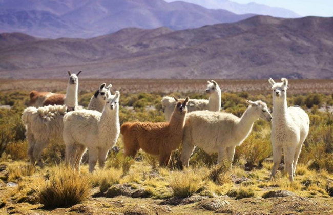 Excursión a Cachi - Foto 3