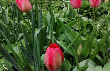 Urlaub mit Charme in der kleinsten Stadt der Pfalz. - Foto 55