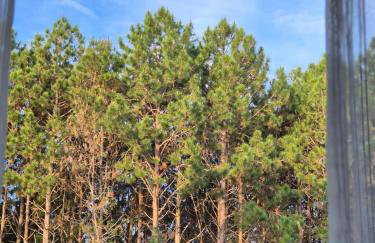 Apart Vista Azul - Conforto com a vista para a mata de pinheiros - Foto 10