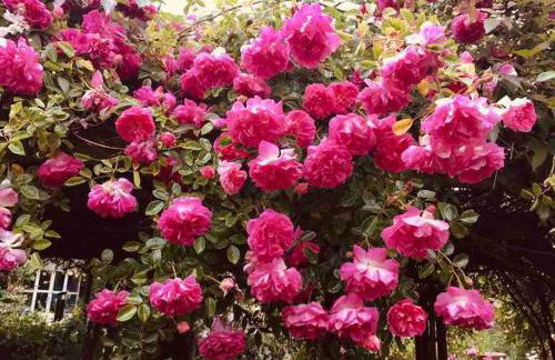 Tawny Owl Barn - Foto 24