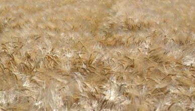 Casa Francesconi - Foto 4