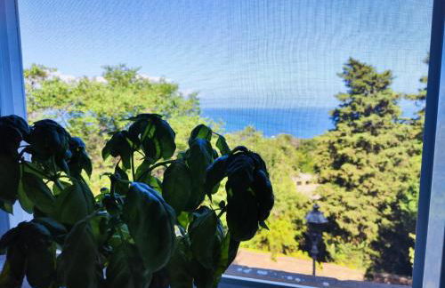 Pino Marino - Foto 11