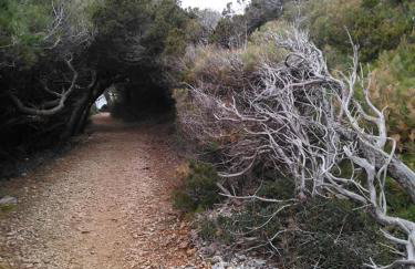 Mljet Sunset Apartments - Photo 40