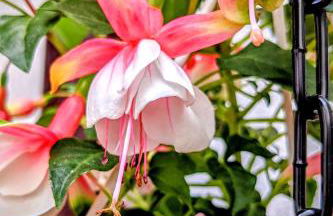 Casa de Pancho - Lateinamerika direkt in der City von Uelzen - Foto 6