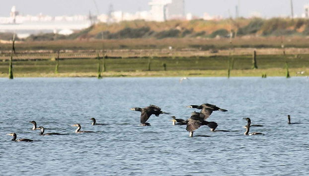 Ria Formosa Bird Watching - Foto 2