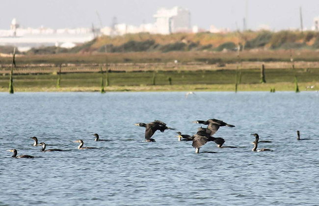 Ria Formosa Bird Watching - Foto 2