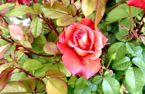 Charming House with Pool in Montilla - Foto 78