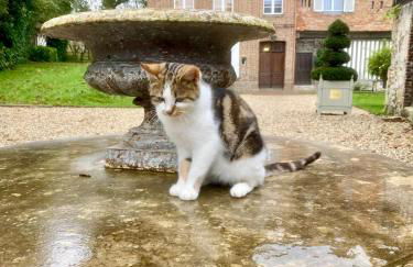 Manoir des Pavements - Photo 12