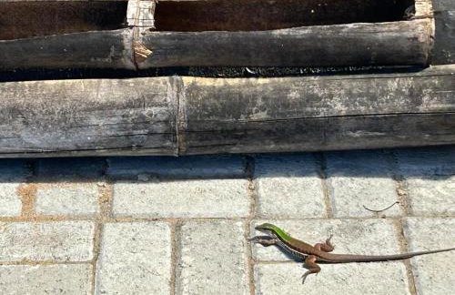 Casa de Praia com Piscina no Pontal do Ipiranga - Foto 10