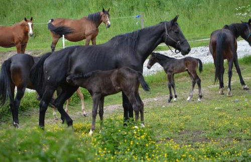 Grande maison de vacances avec piscine à Razès 190 m² - Foto 14
