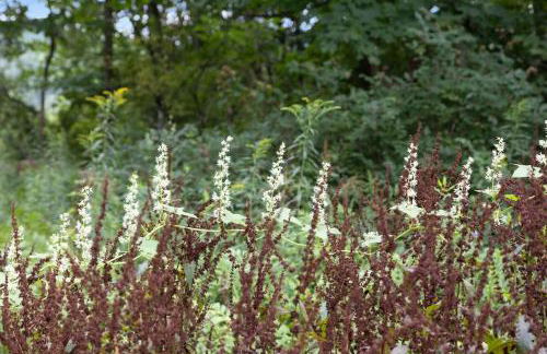 Riverside Tiny House with hot tub near Stowe - Foto 70