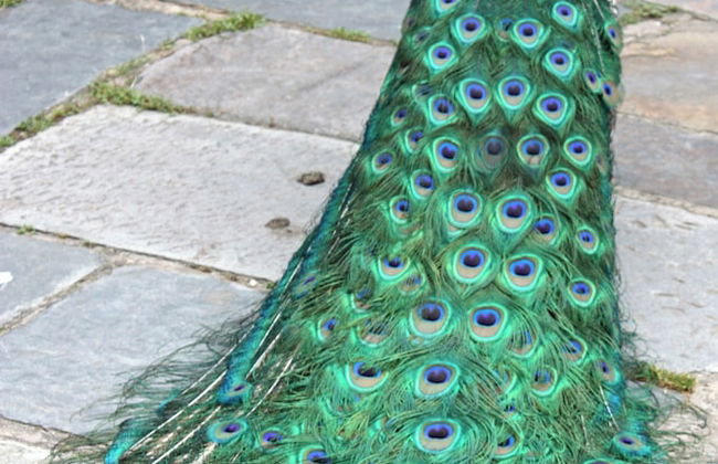 Eltham Retreat - Photo 52