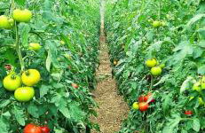 Holiday Apartment Arman - Foto 33