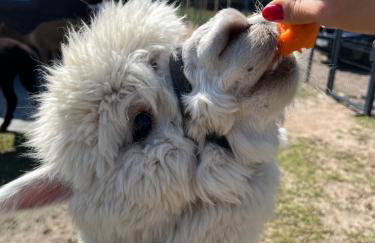 Ulinia Zacisze Dom Superior 90m2 - Fala - Mierzeja - Wydma - Photo 70