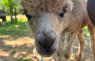 Gîte La Borie - Foto 29