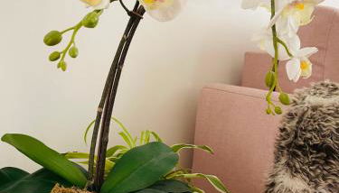 Le Nid Douillet de Patricia - Photo 5