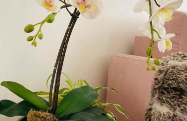 Le Nid Douillet de Patricia - Photo 5