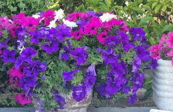 Paola's House - Foto 19