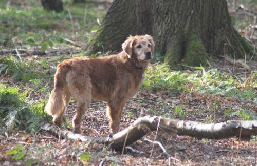 Hazlewood Castle & Spa - Foto 72