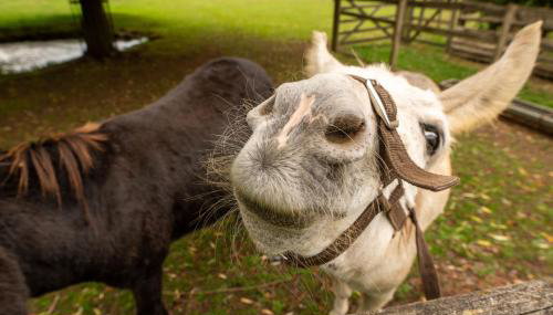 Snug Cotswolds Farm Cottage - The Henloft - Foto 3
