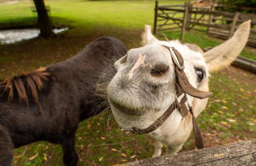 Family Cotswolds Cottage Farm Stay - The Smythy - Foto 45