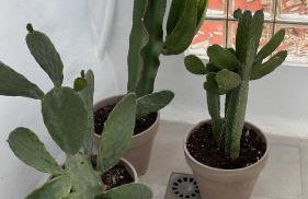 Casa Florinda Tarifa - Foto 61
