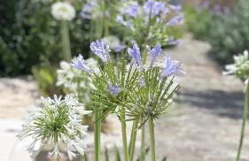 Li Canti di Giulia - Foto 13