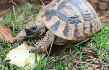 Apartmani Romana - Foto 2