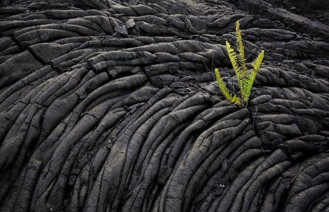 Hawai'i Volcanoes National Park Tour - Foto 3