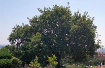 Il colle dei Frati - Foto 21