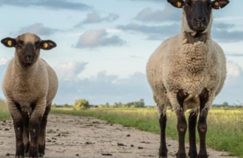 Am alten Deich - Foto 27