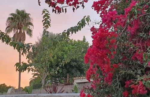 Finca s'Almudaina Farm Finca Villa 12p ETV1135 - Photo 27