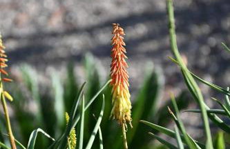 Los Chozones - Foto 56