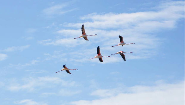 Flamencos en la ría Formosa