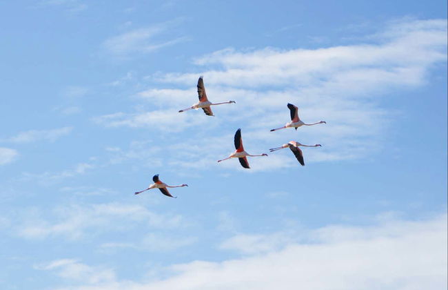 Tour en segway por Faro - Foto 3