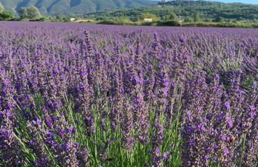 La Maison d’Helene & Antoine à Bonnieux XII siècle - Foto 29