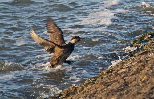 Seevilla Wietjes Whg 6 - Foto 15