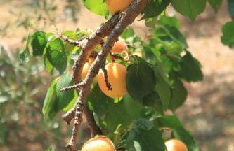 Seaside apartments with a swimming pool Ugljan - 829 - Foto 13