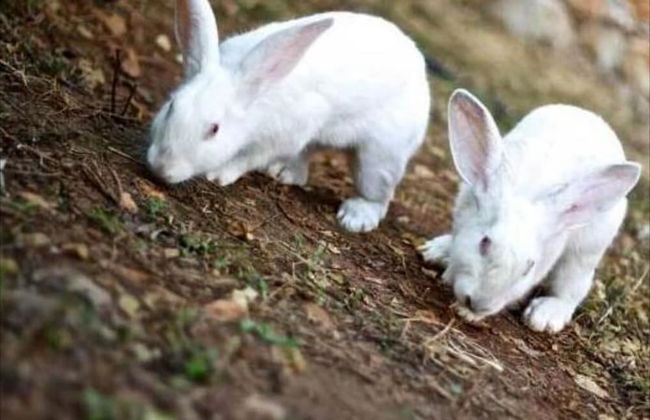 Stone Village - Photo 27